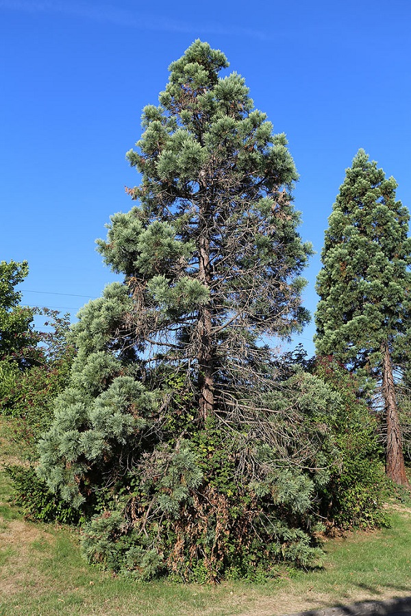 Séquoia géant à Courcouronnes