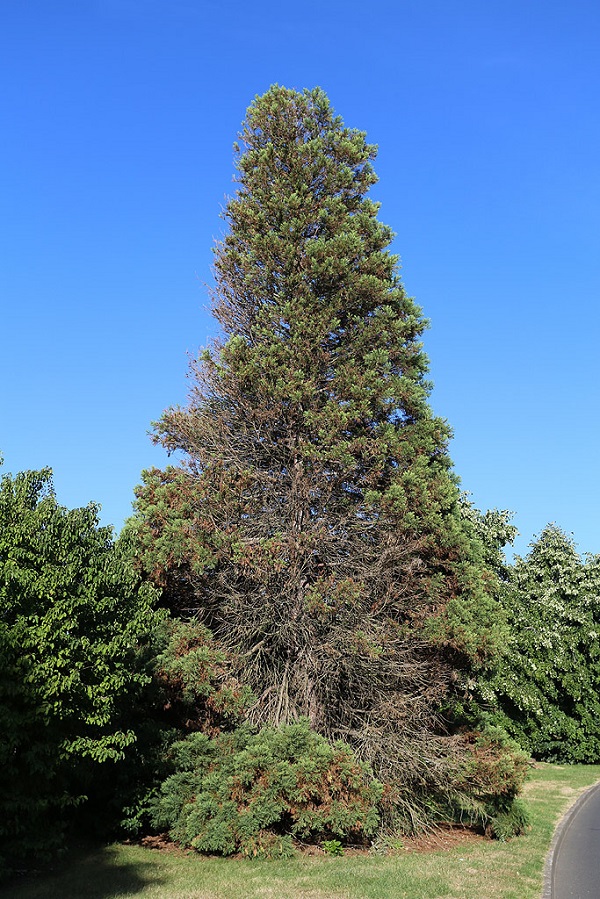 Séquoia géant à Courcouronnes