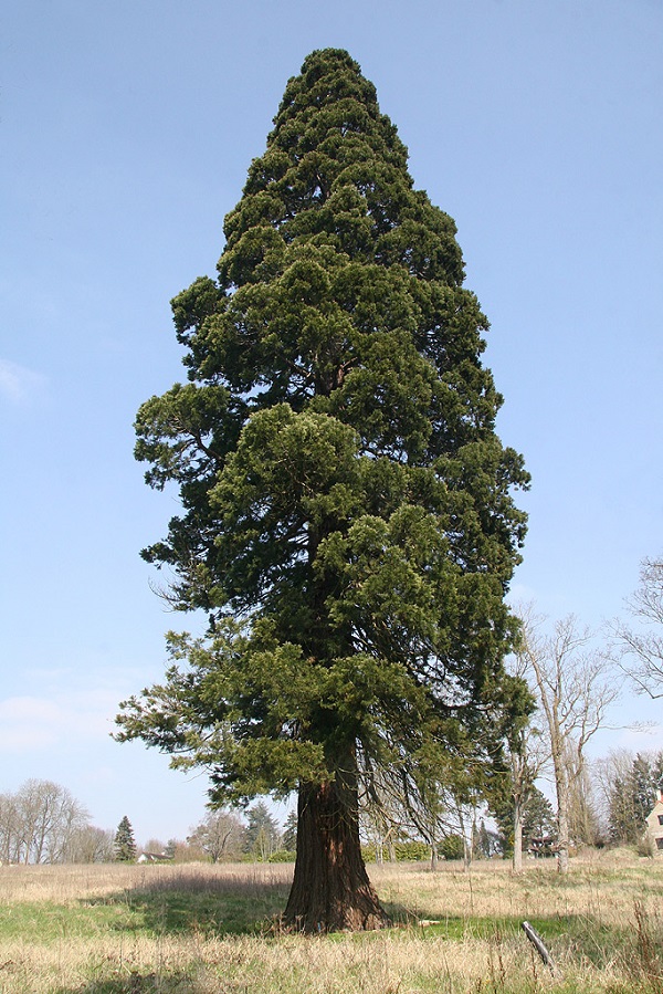 Séquoia géant à Crespières