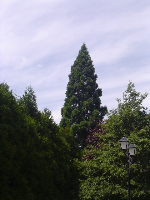 Séquoia géant  à Crespières