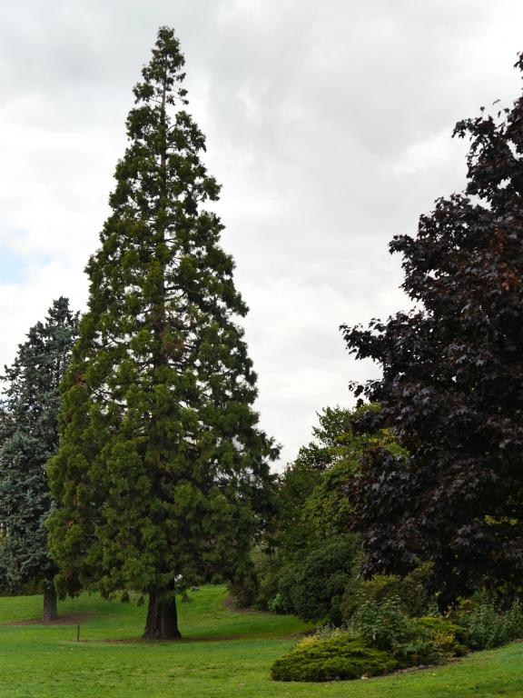 Séquoia géant à Créteil