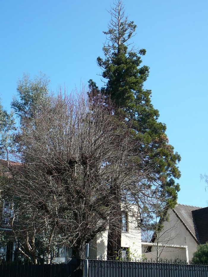 Séquoia géant à Crosne