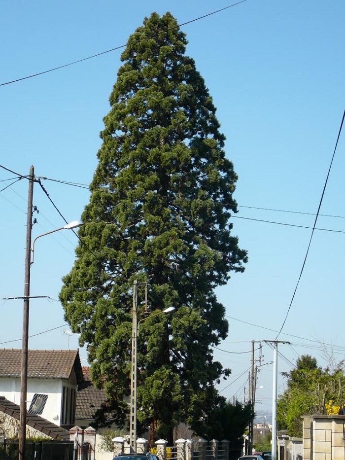 Séquoia géant à Crosne
