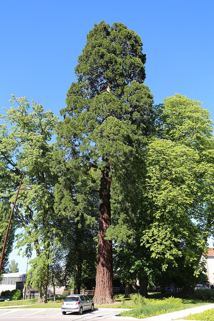Séquoia géant à Domont