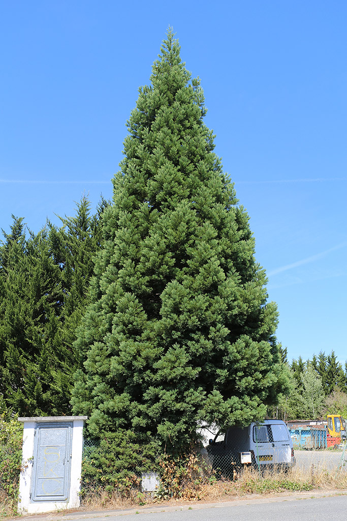 Séquoia géant à  Etréchy