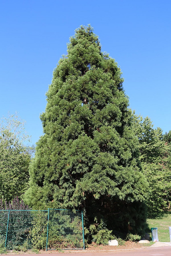 Séquoia géant à Evry