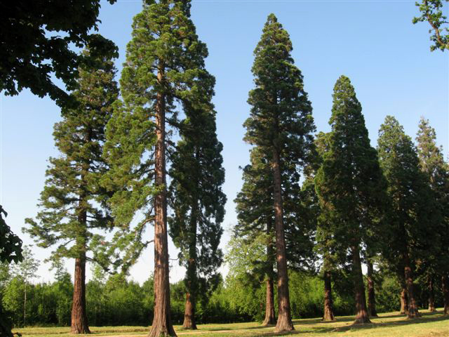Superbe allée de séquoias géants à Ferrières-en-Brie © Syndicat d'Initiative d'Ozoir-la-Ferrière