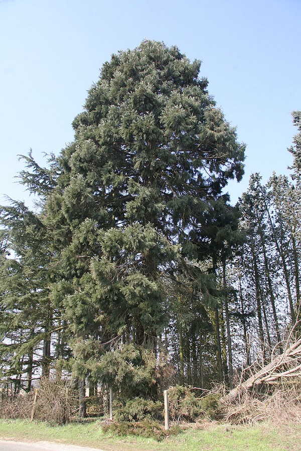 Séquoias géants à Feucherolles