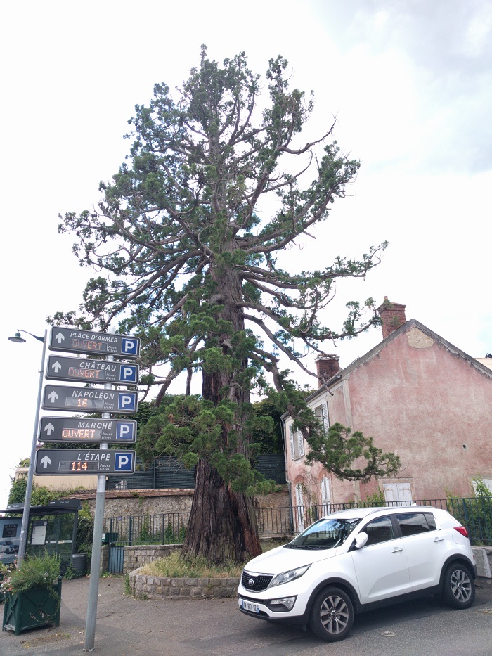 Séquoia géant à Fontainebleau