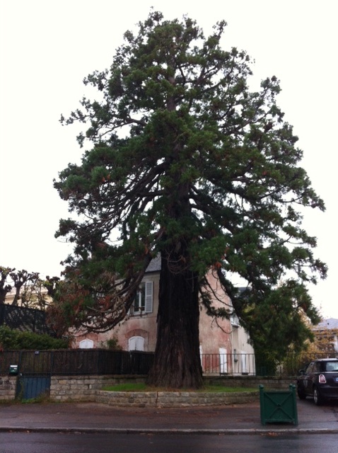 Séquoia géant à Fontainebleau