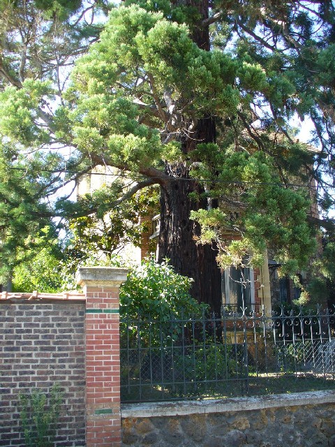 Séquoia géant au 38