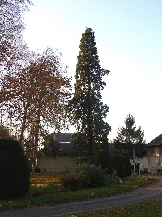 Séquoia géant à Fontenay les Briis