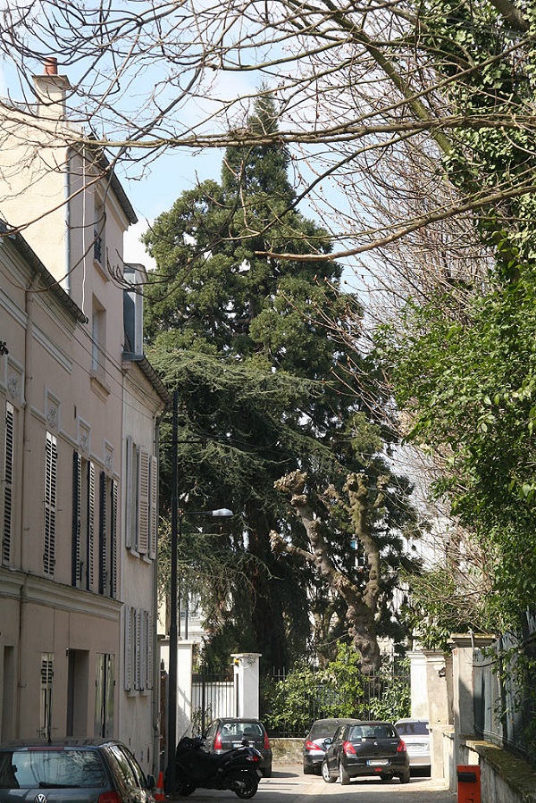 Séquoia géant à Fontenay-sous-Bois
