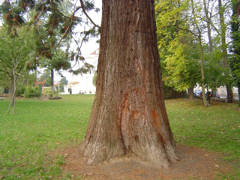 Séquoia géant à Le Plessis Bouchard
