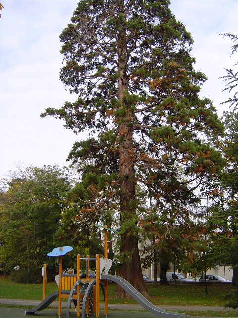 Séquoia géant parc Yves Carric