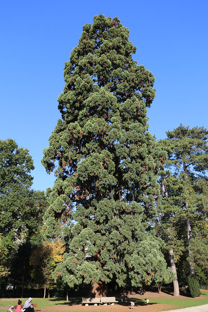Séquoia géant à Franconville