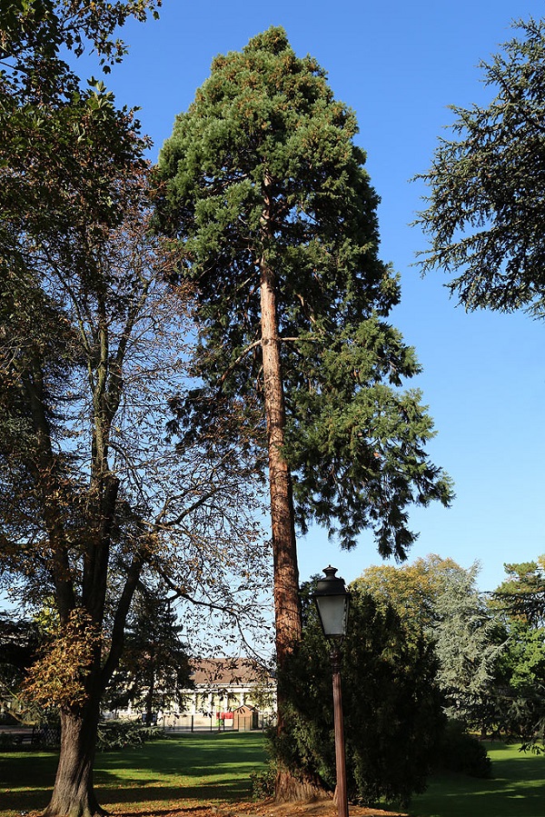 Séquoia géant à Franconville