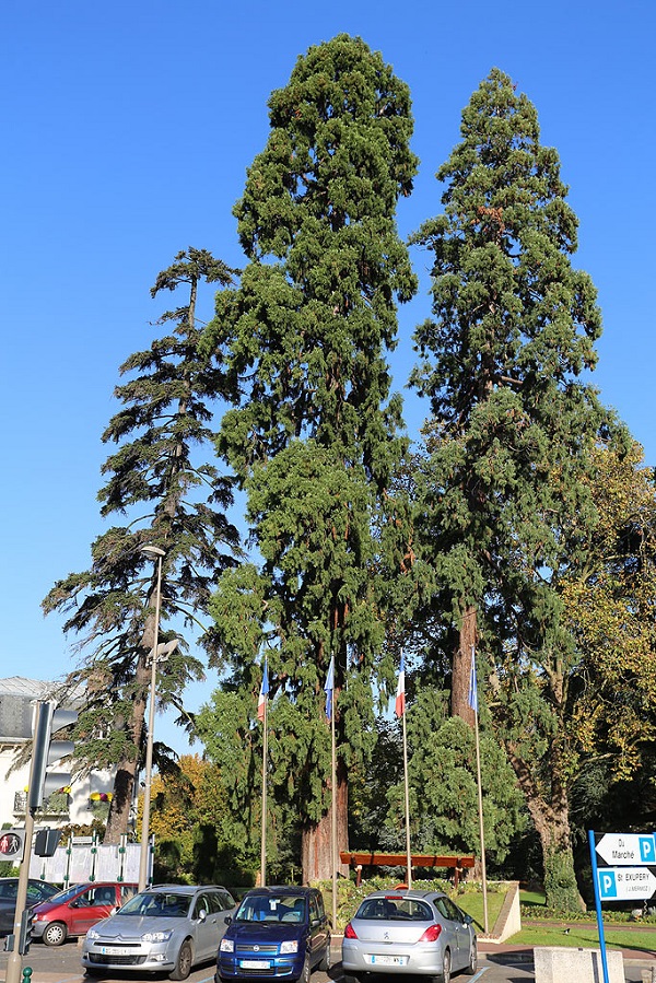 Séquoias géants à Franconville