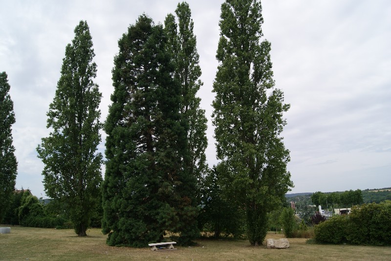 Séquoia géant à Freneuse