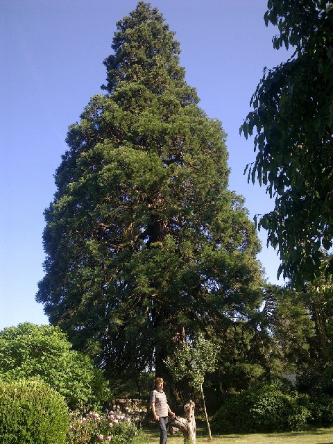 Séquoia géant à Hondevilliers
