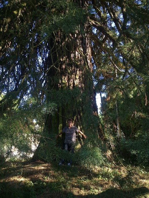Séquoia géant rue du Montcel