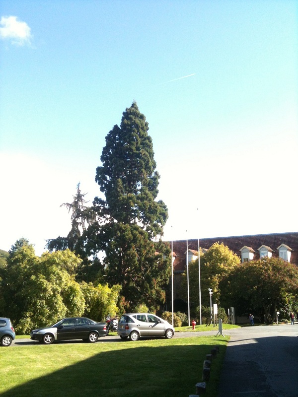 Séquoia géant à Igny