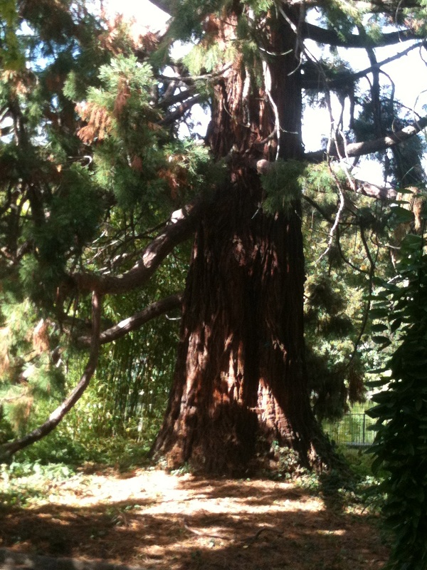 Séquoia géant à Igny