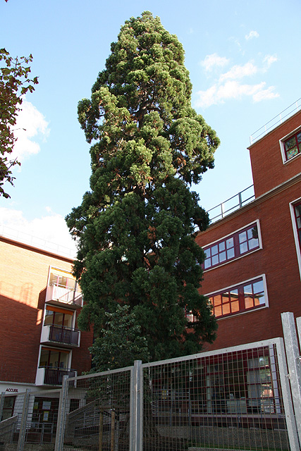 Séquoia géant à Issy les Moulineaux