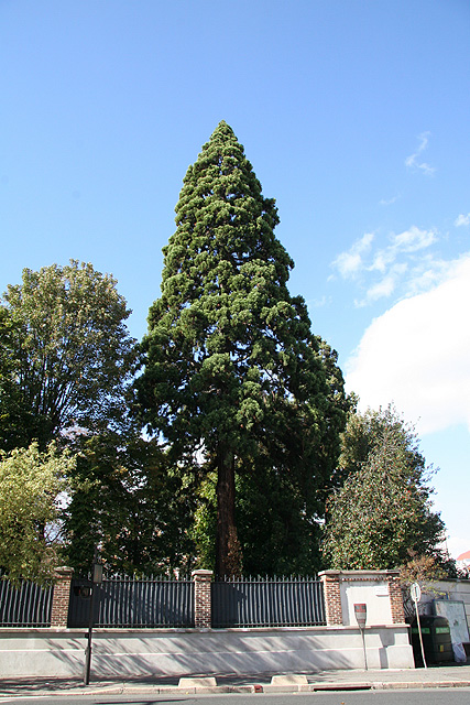 Séquoia géant à Issy-les-Moulineaux