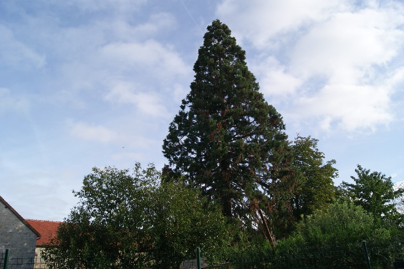 Séquoia géant à Jeufosse