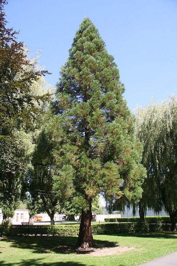 Séquoia géant à L'Isle Adan