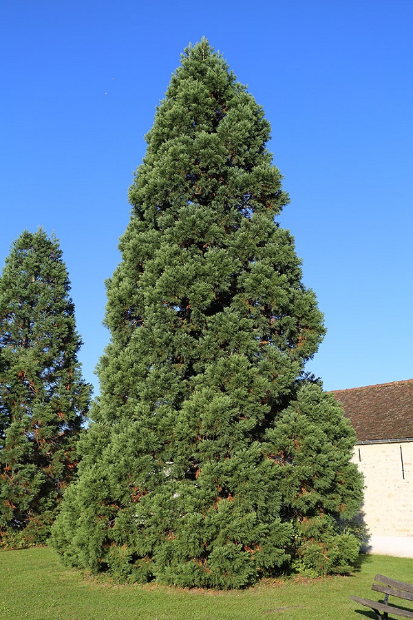 Séquoia géant Le Chatelet en Brie