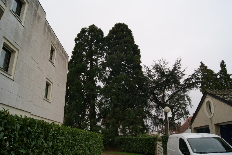 Séquoias géants Le Chesnay
