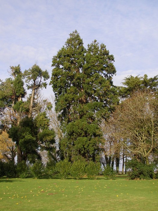 Séquoia géant Les Molières