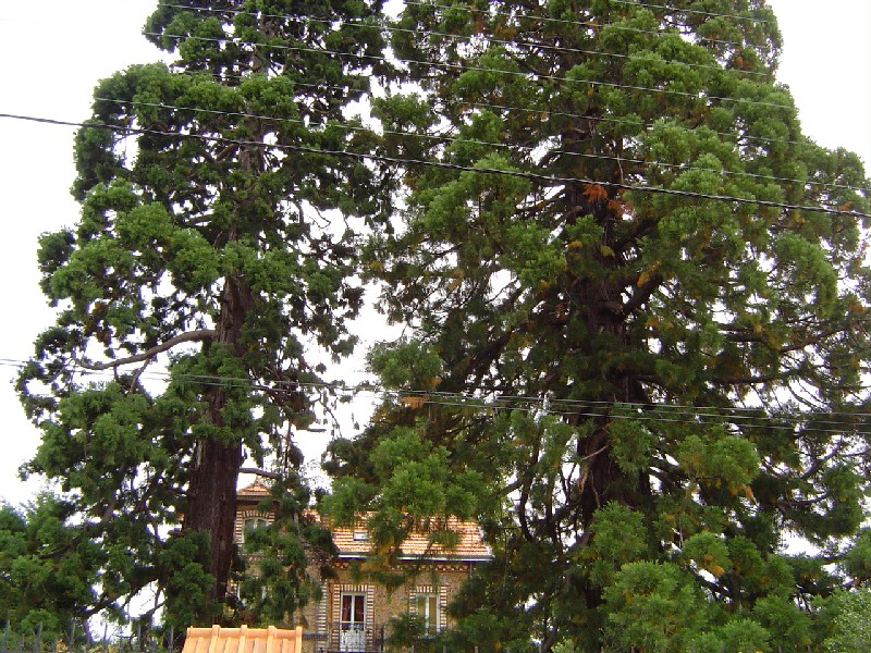 Séquoias géants Les Mousseaux