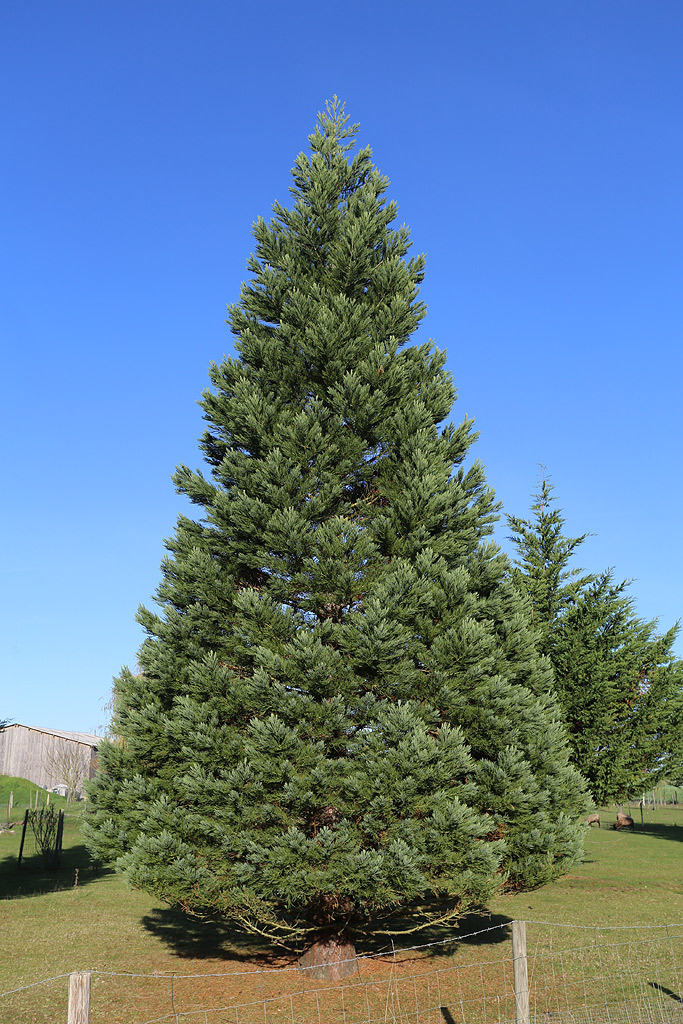 Séquoia géant à Longnes