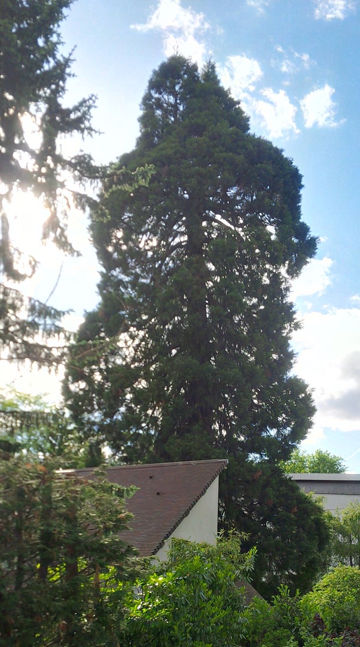 Séquoia géant à Louveciennes