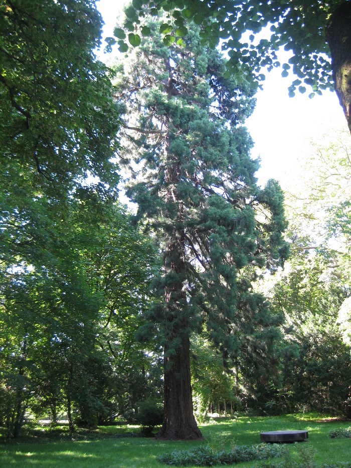 Séquoia géant à Louvres
