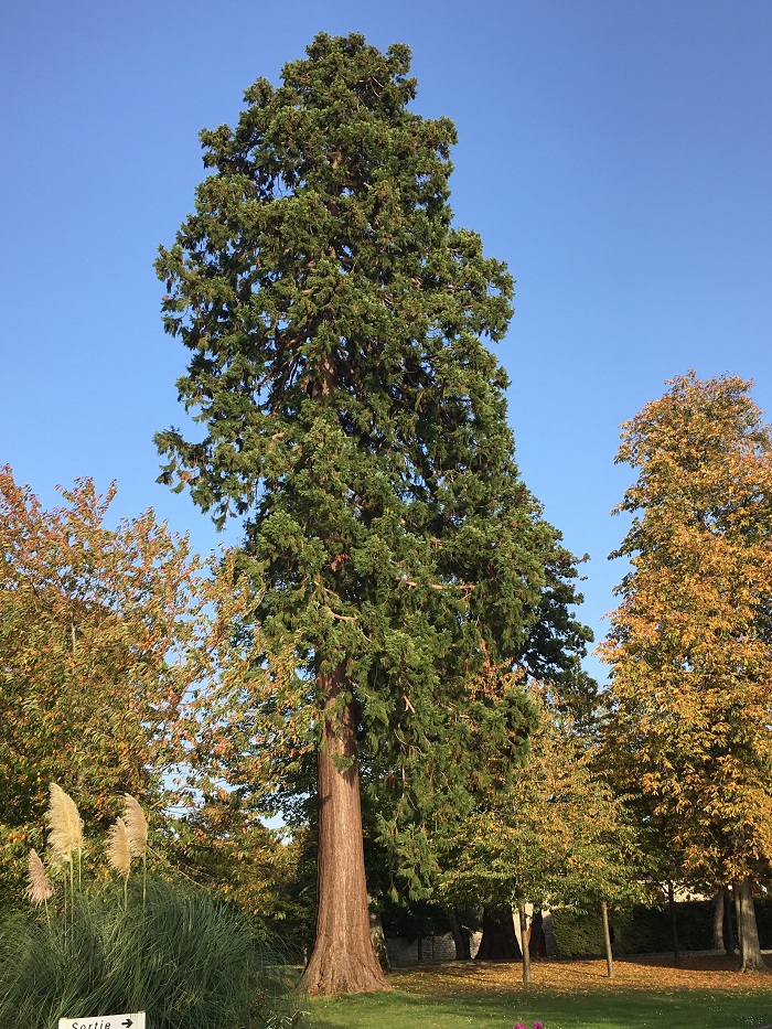 Séquoia géant à Magnanville
