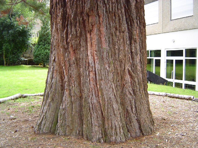Séquoia géant de 6,30m