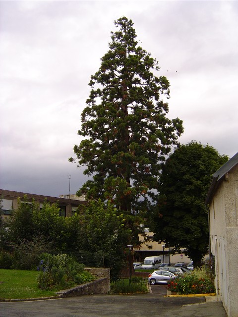 Séquoia géant à l'hôpital de Magny en Vexin