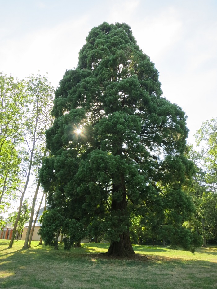 Séquoia géant à Marcoussis