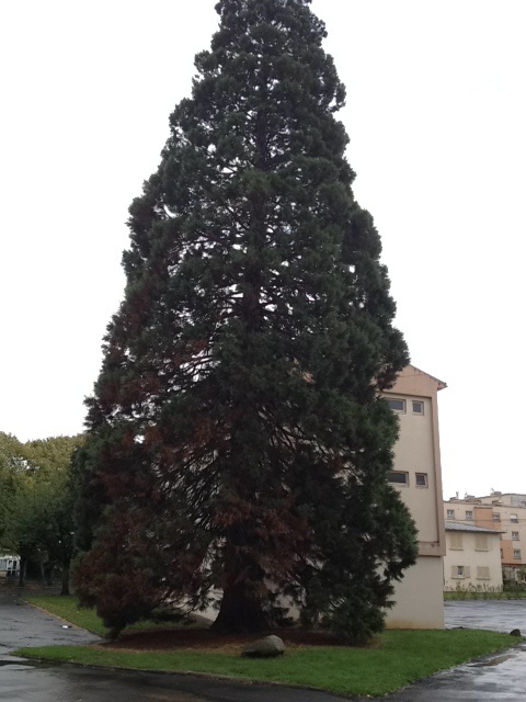 Séquoia géant à Melun