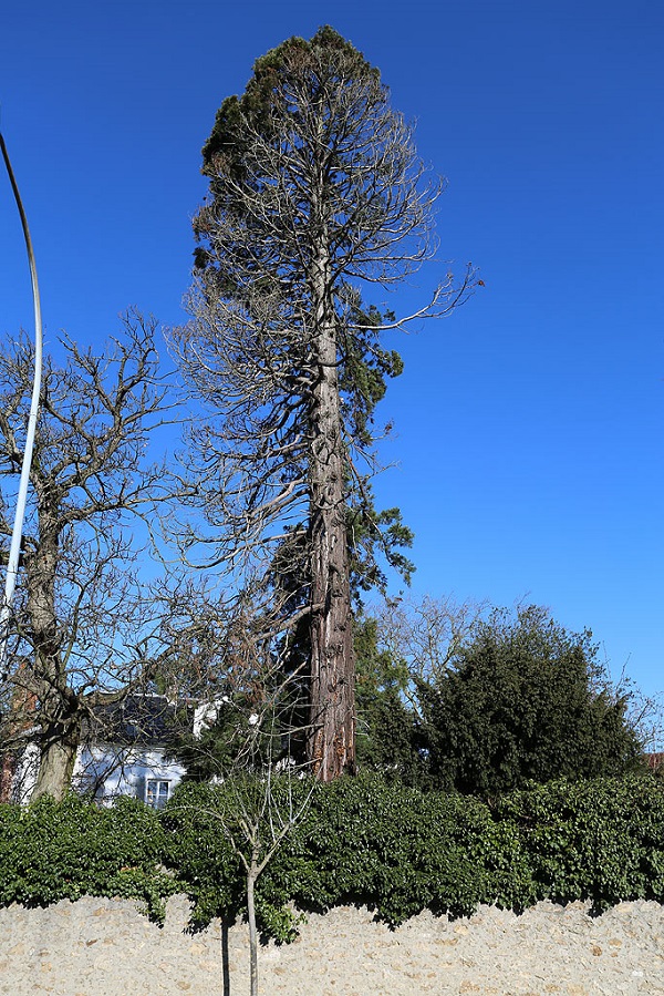 Séquoia géant à Mennecy