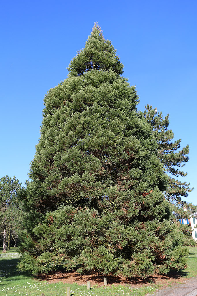 Séquoia géant à mennecy