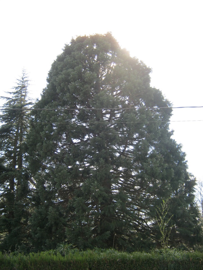 Séquoia géant à Méré
