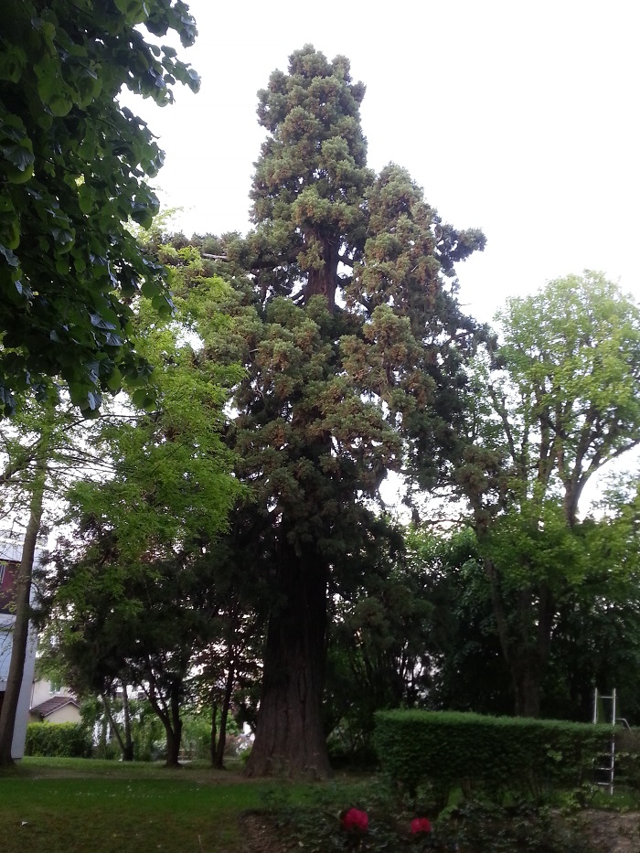 Séquoia géant à Meudon