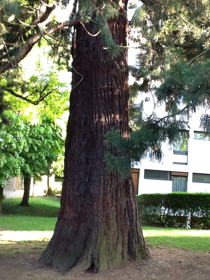 Séquoia géant à Meudon