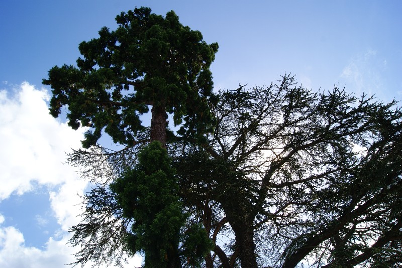 Séquoia géant à Montfort l'Amaury