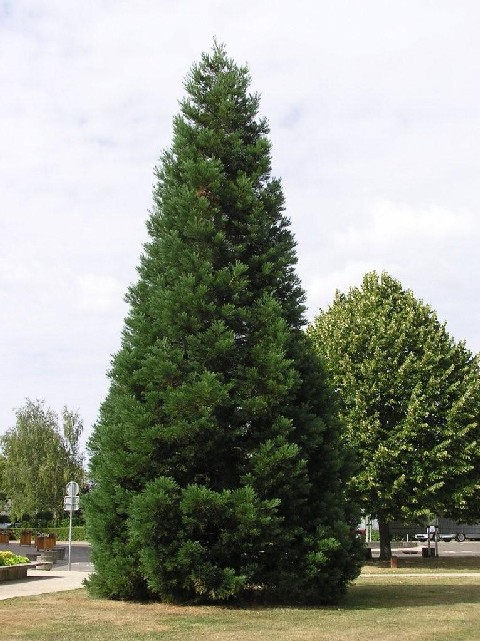 Séquoia géant à Montigny le Bretonneux
